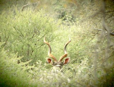 Despite its size, the impressively antlered Kudu can disappear quickly in the brush. 