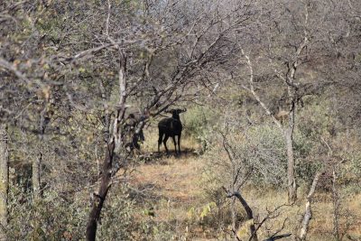 Stalking skills along with a cool hand and steady marksmanship are key to success on a safari.