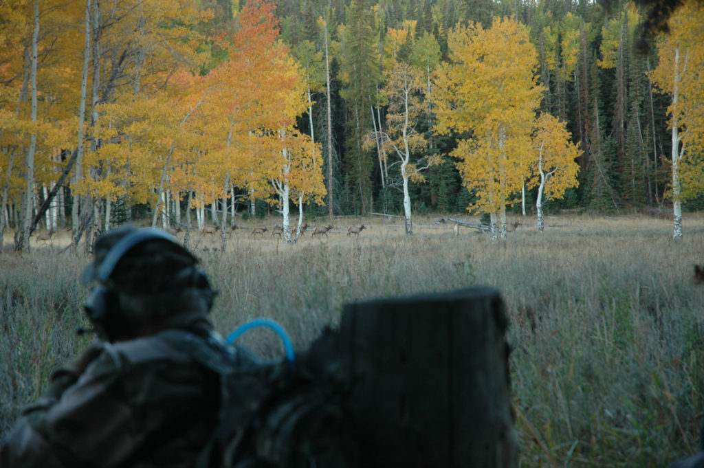 Bull Elks are Bugling...Wherever They Are