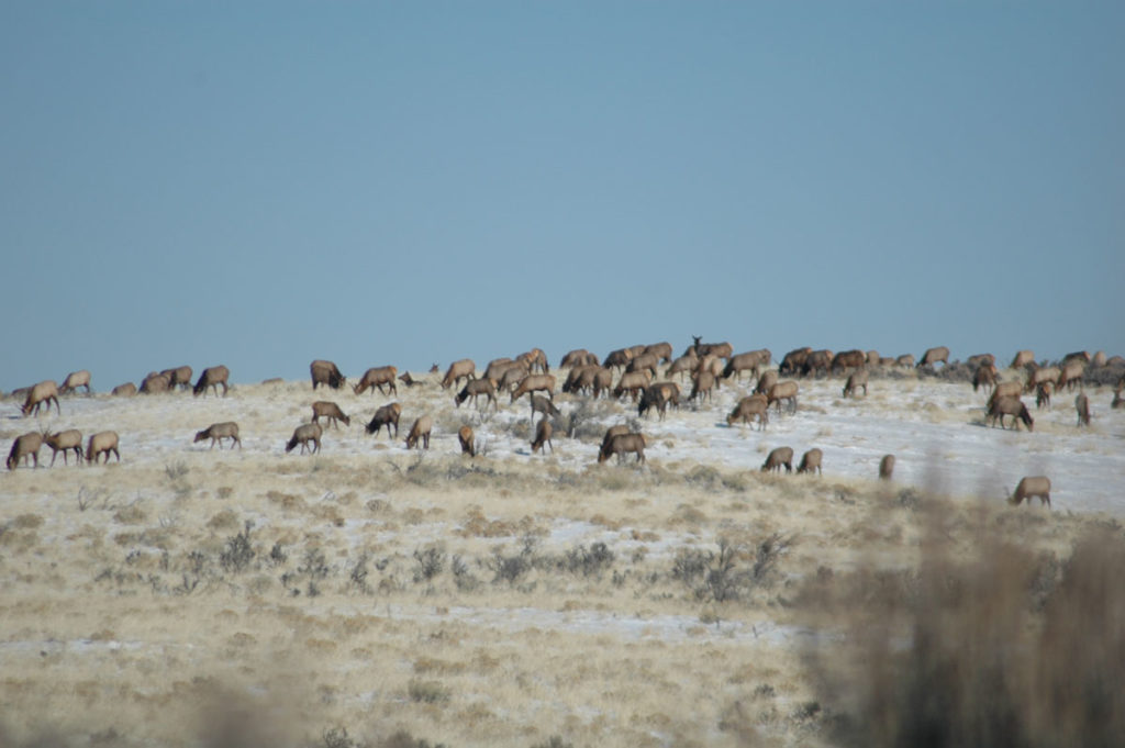 Bull Elks are Bugling...Wherever They Are