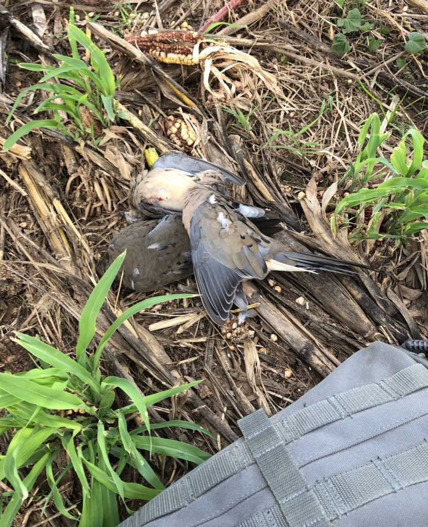 Remember to Have Fun - Dove Hunting