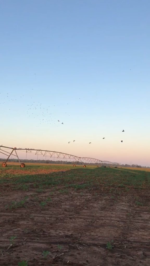 Remember to Have Fun - Dove Hunting