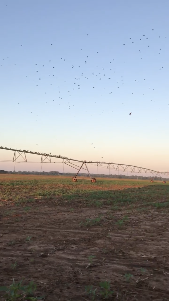 Remember to Have Fun - Dove Hunting