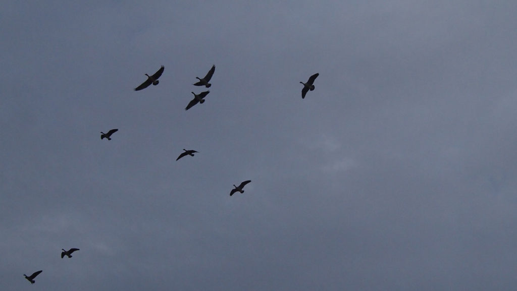 Honkers in The Chilly Morning: Goose Hunting in Central Manitoba