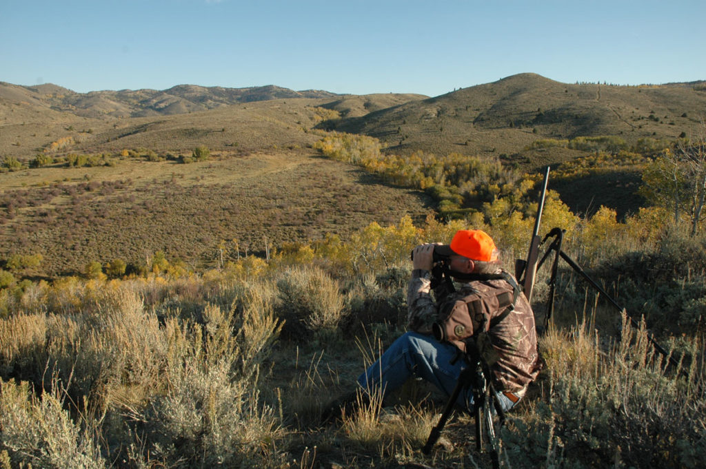 Looking for Big Mule Deer