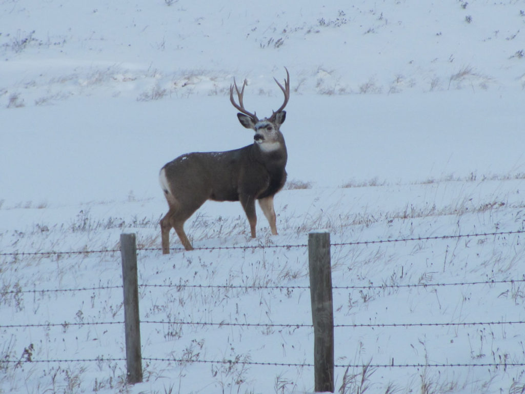 Looking for Big Mule Deer