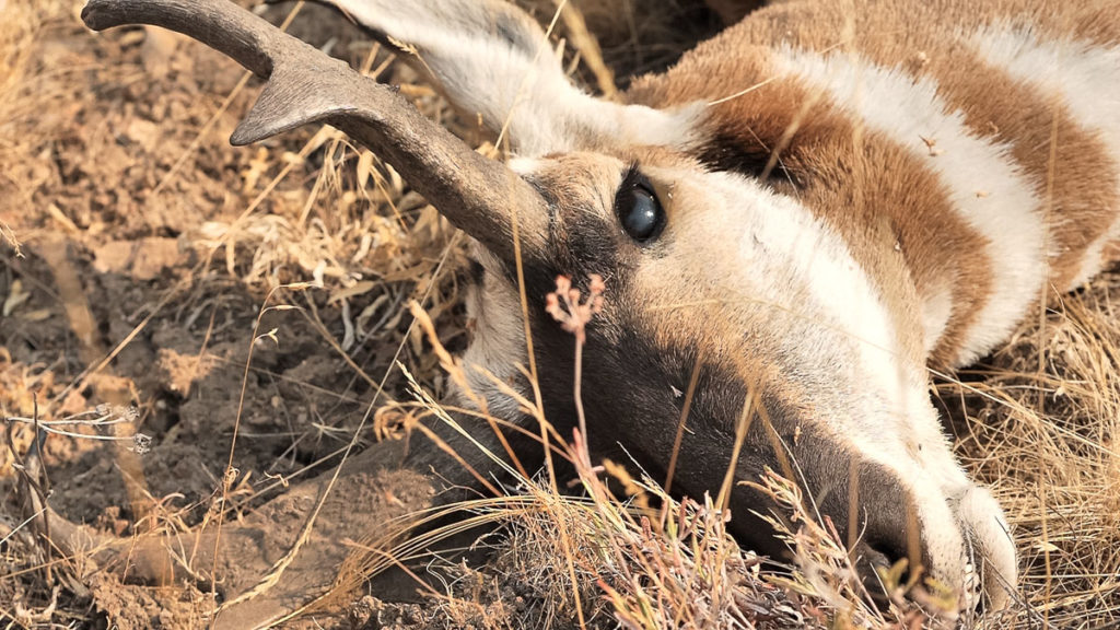 Bowhunting Pronghorn: Success Despite Mistakes