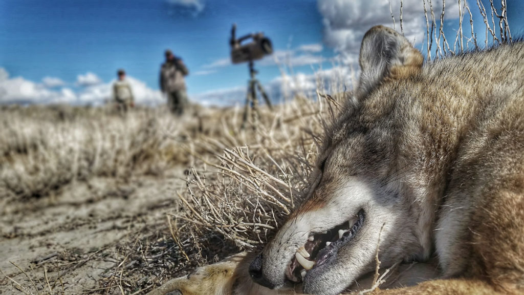 October Coyotes – Don’t Miss Out on Primetime Conditions!