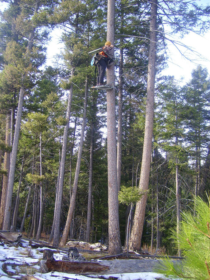 Tips for Western Whitetails