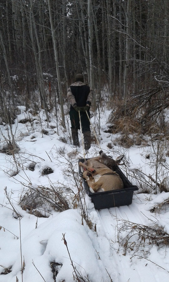 Tips for Western Whitetails