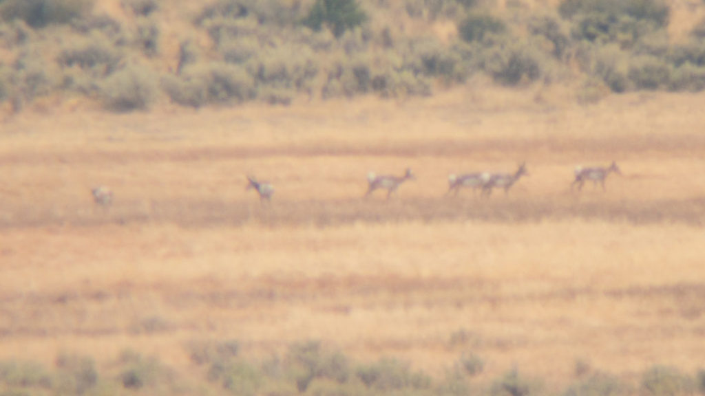 Bowhunting Pronghorn: Success Despite Mistakes