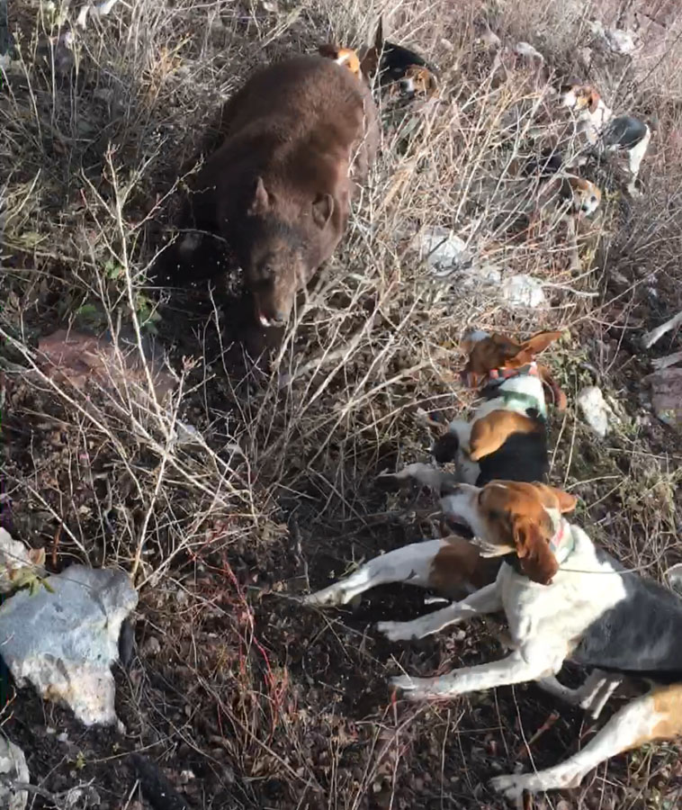 Hunting Black Bear in Western Idaho with Hounds