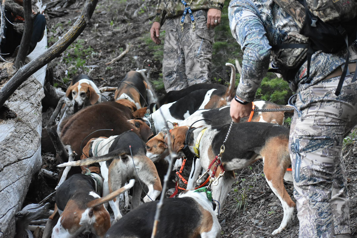 Hunting Black Bear in Western Idaho with Hounds