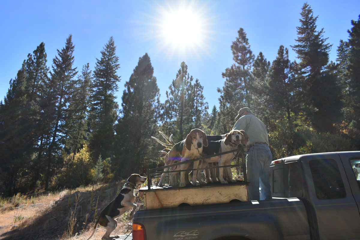 Hunting Black Bear in Western Idaho with Hounds