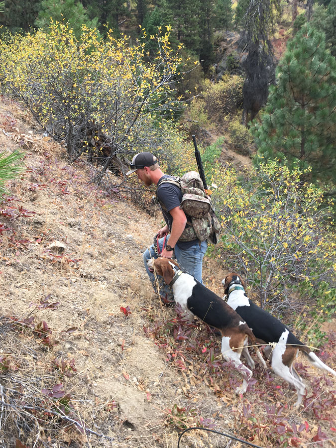 Hunting Black Bear in Western Idaho with Hounds