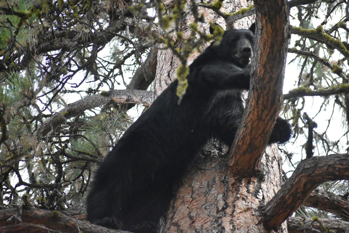 Hunting Black Bear in Western Idaho with Hounds