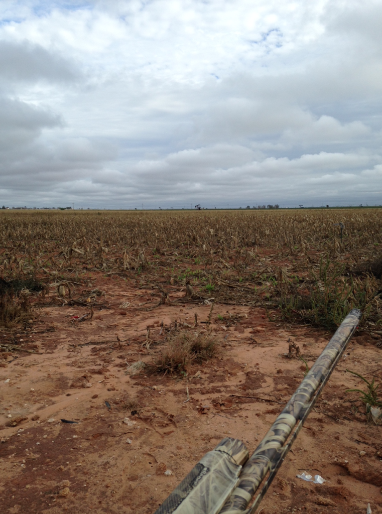 Sweat, Blood, and Birds: 5 Tips for September Dove Fields