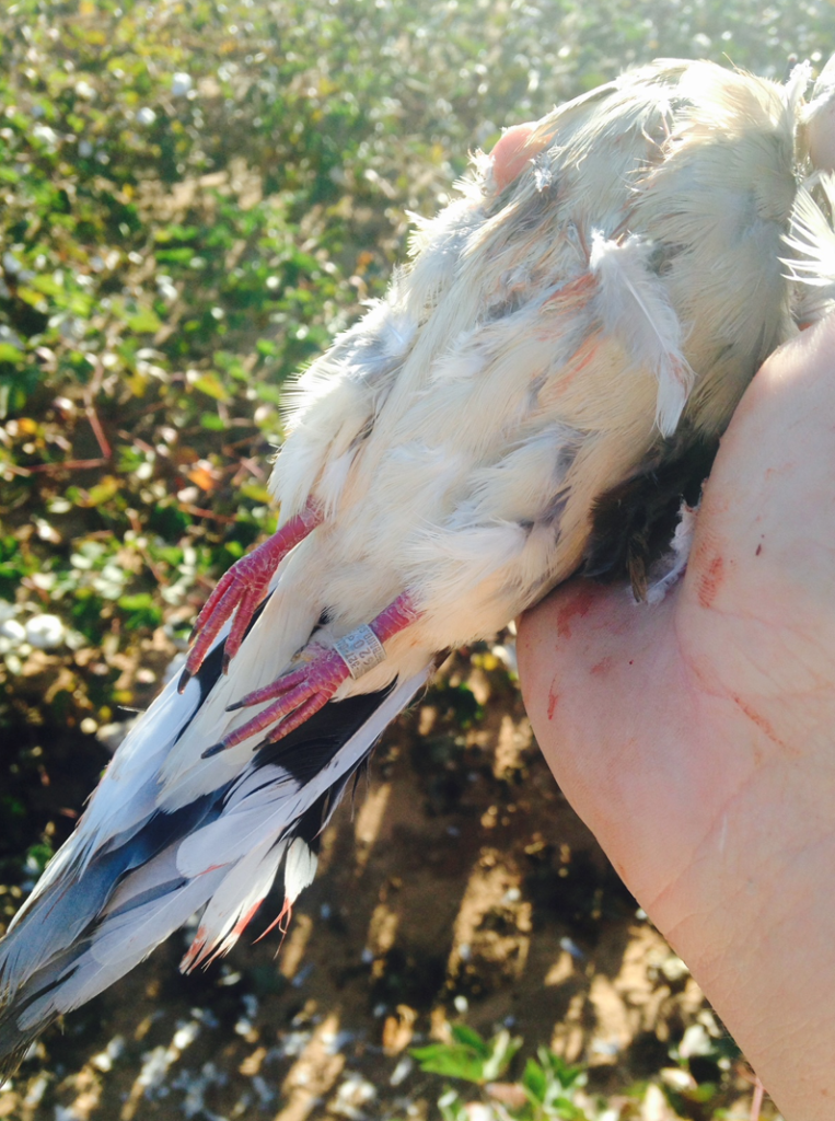 Sweat, Blood, and Birds: 5 Tips for September Dove Fields