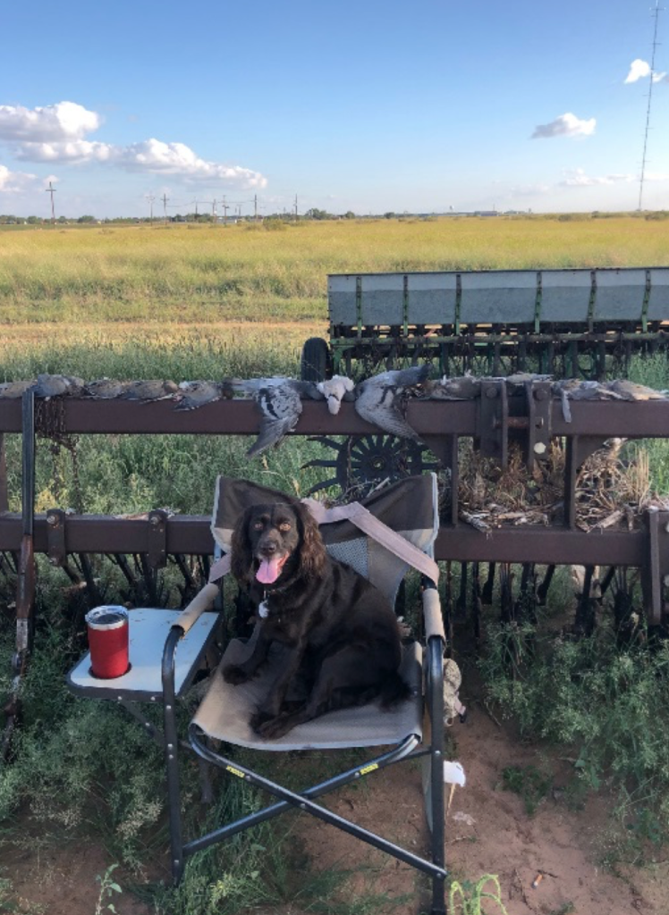 The Often Overlooked October Opportunity: 5 Tips for Late Season Dove