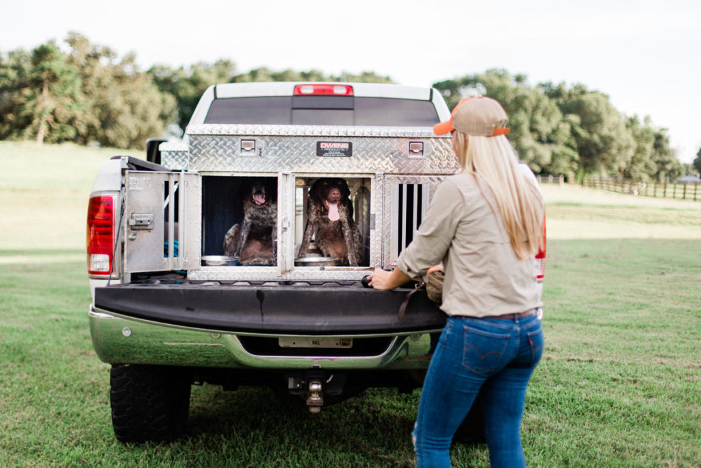 Hunt Dog Training – Getting Back to Basics