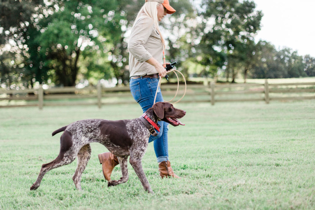 Hunt Dog Training – Getting Back to Basics