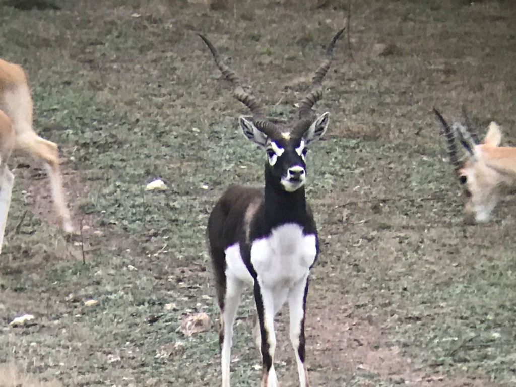 Blackbuck Antelope: Hunting a Native of India in South Texas