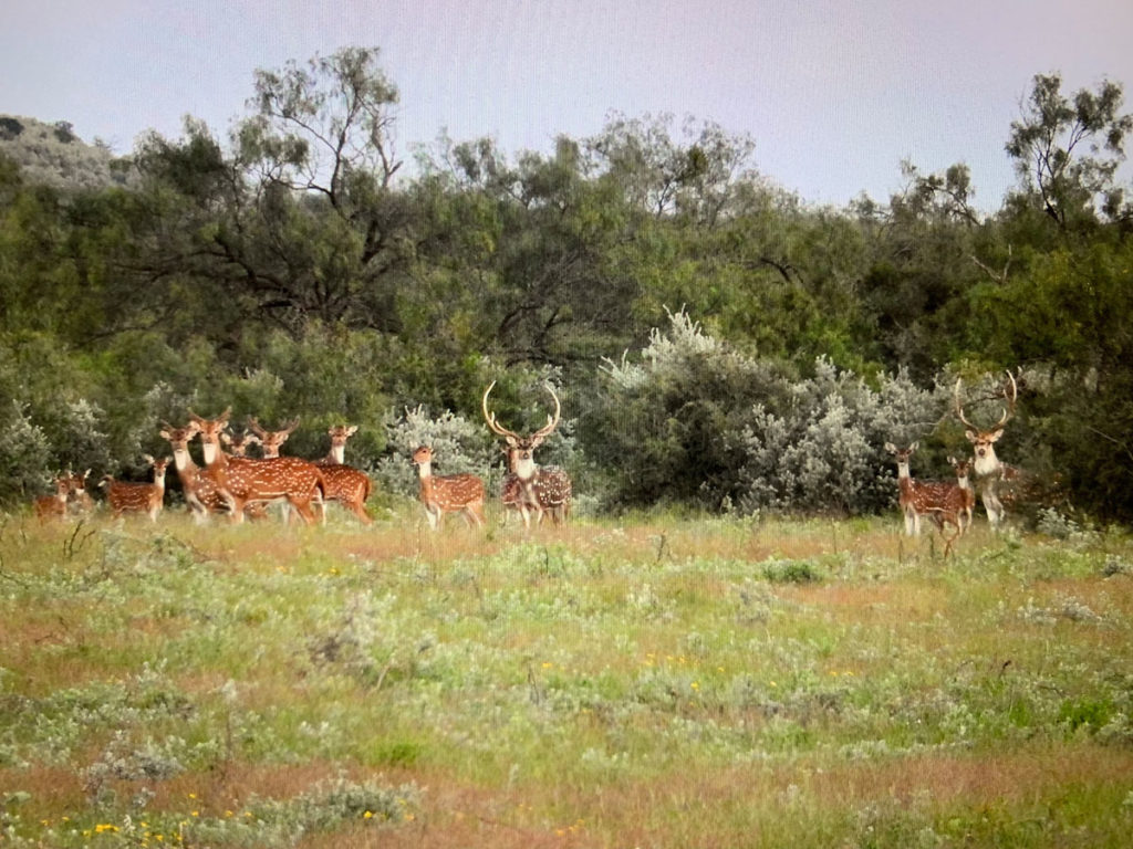 Blackbuck Antelope: Hunting a Native of India in South Texas