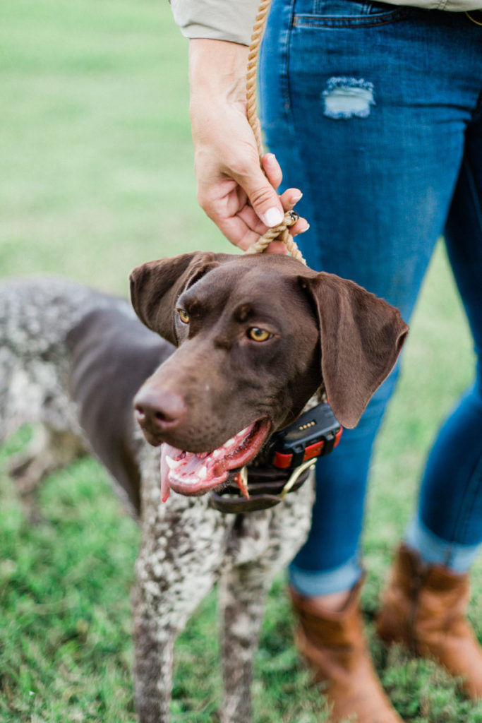 Hunt Dog Training – Getting Back to Basics