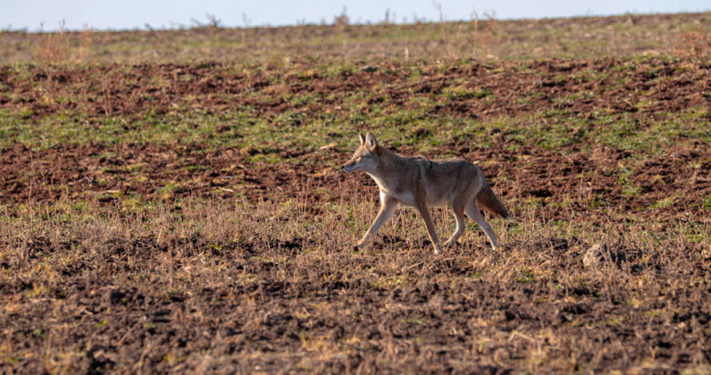 Springtime Coyote Strategies