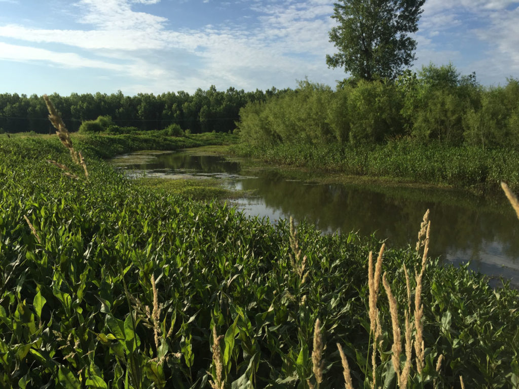 Getting Your Wetland Ready for Fall 2019