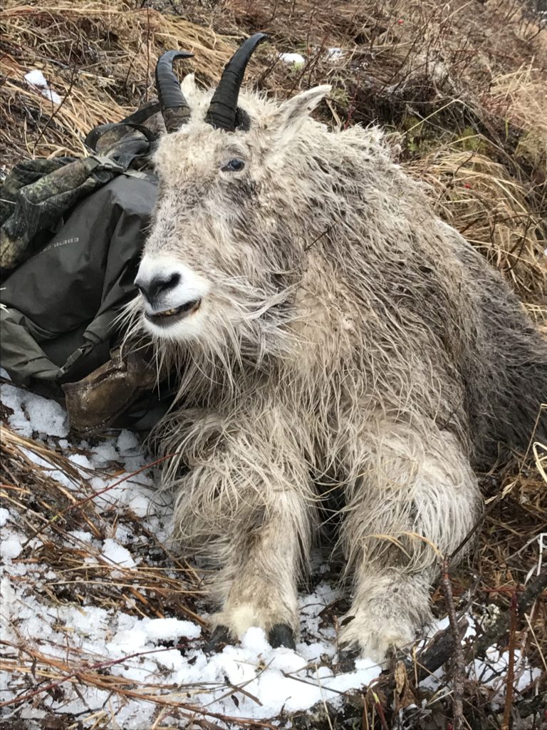 Alaskan Mountain Goat Hunt: Cold, Wet and Exhausted