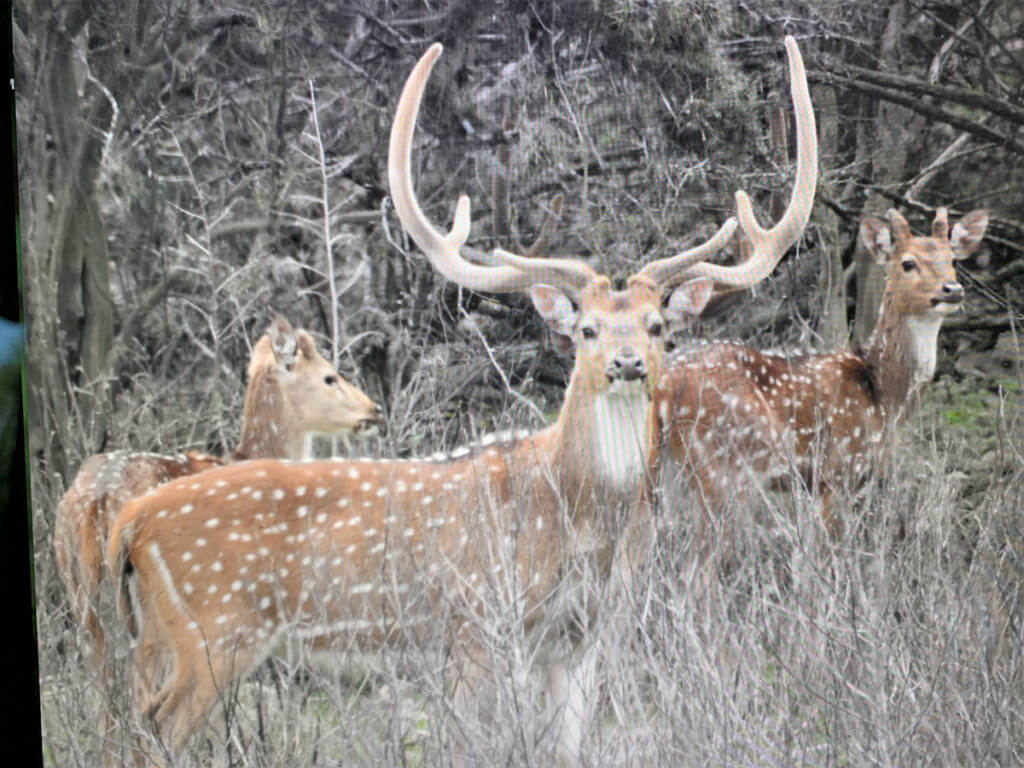 Going Long For Axis Deer: Hunting a Free-Ranging Texas Exotic