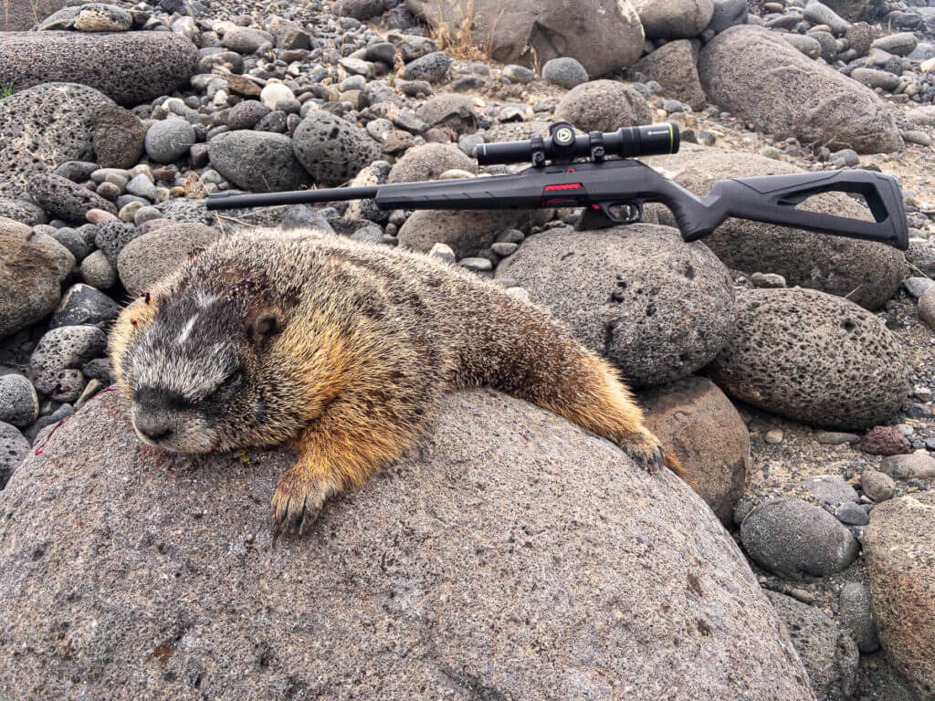 Hunting Rock Chucks & Marmots