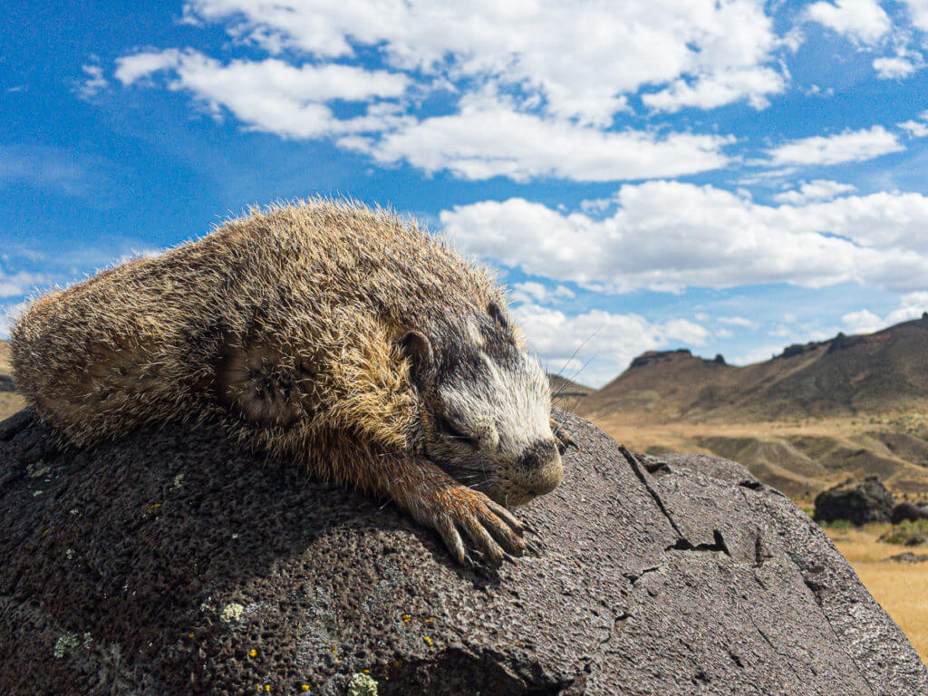 Hunting Rock Chucks & Marmots