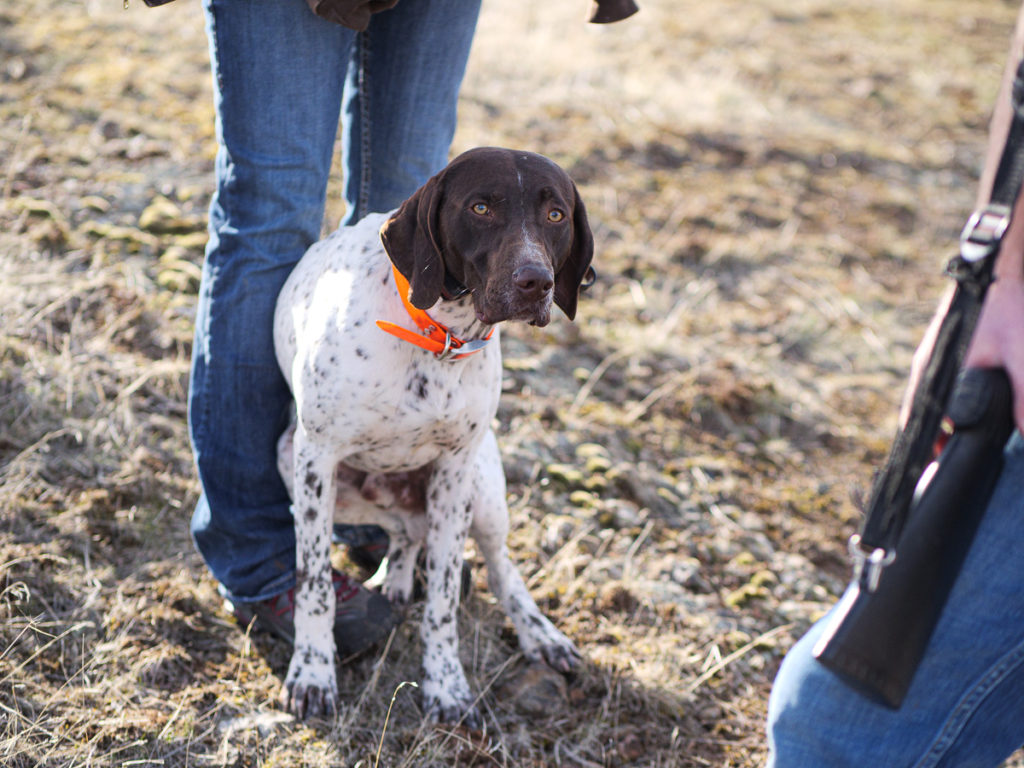 It's Chukar Time