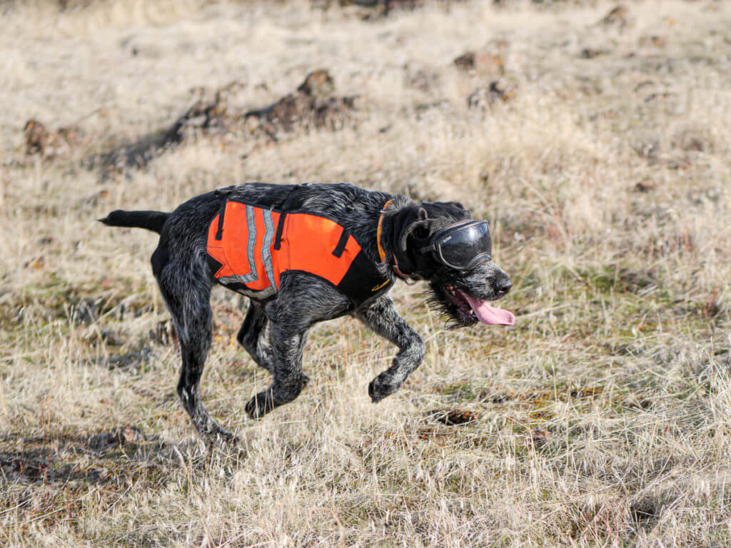 It's Chukar Time