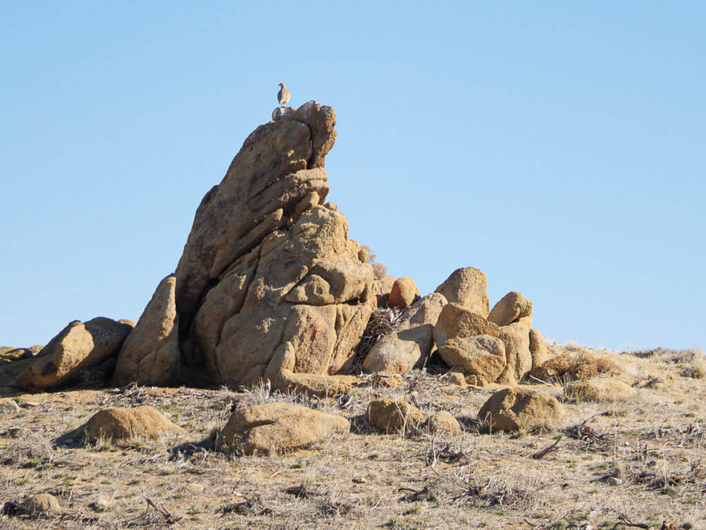 It's Chukar Time