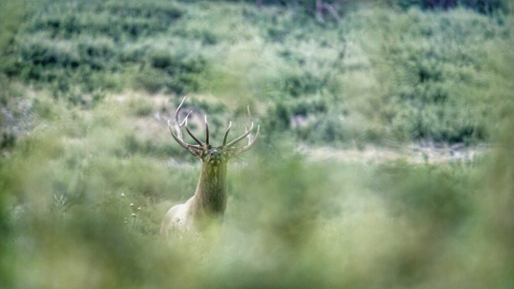 Create The Frenzy - Archery Elk Hunting & Calling Strategies