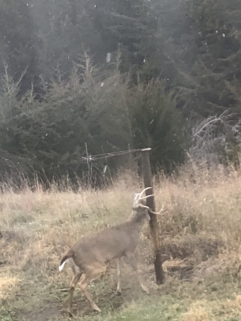 Whitetails: If You Build It, They Will Come...