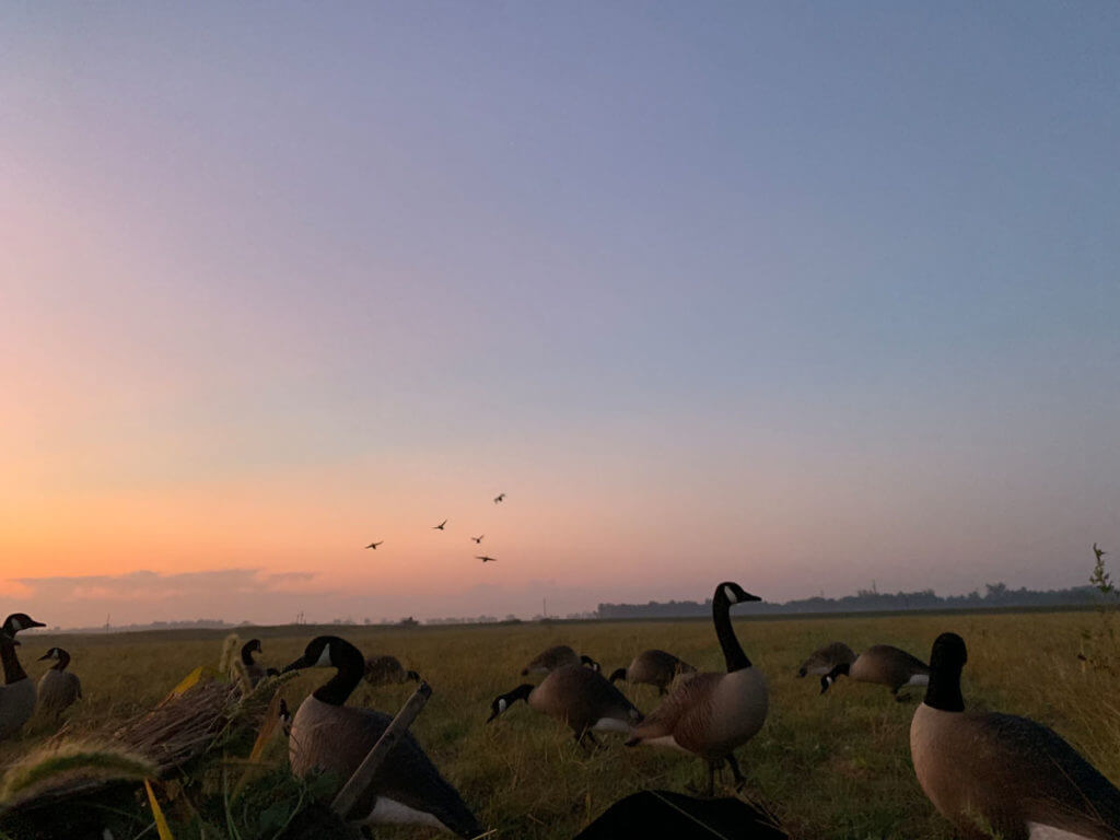 Early Season Goose