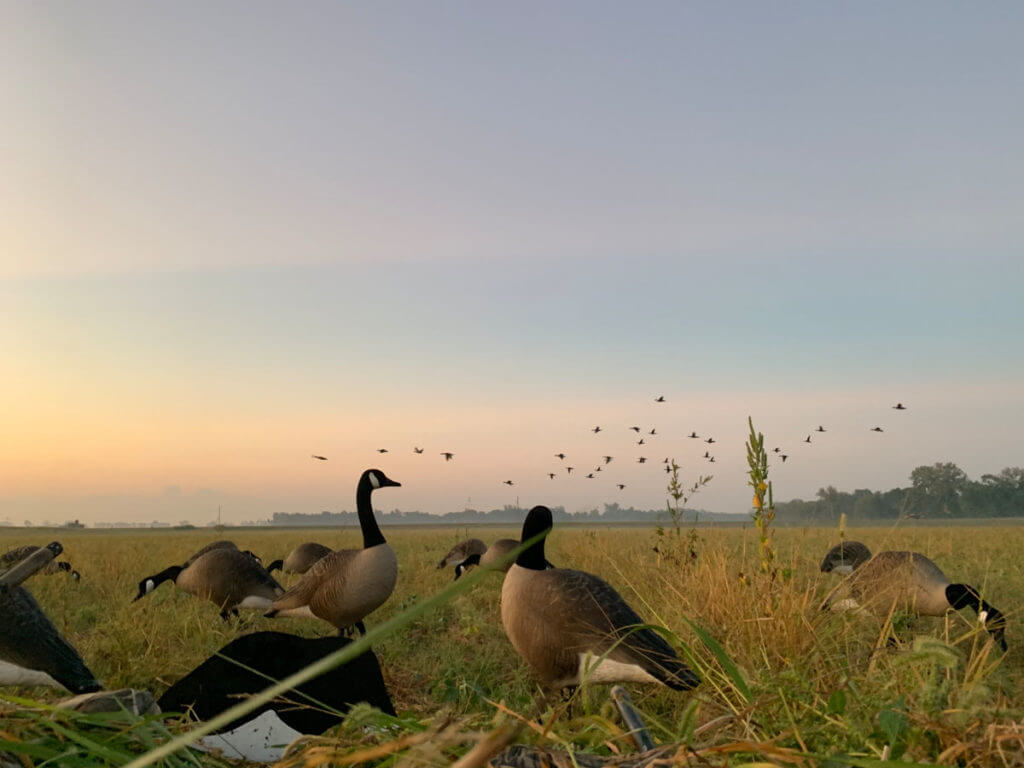 Early Season Goose