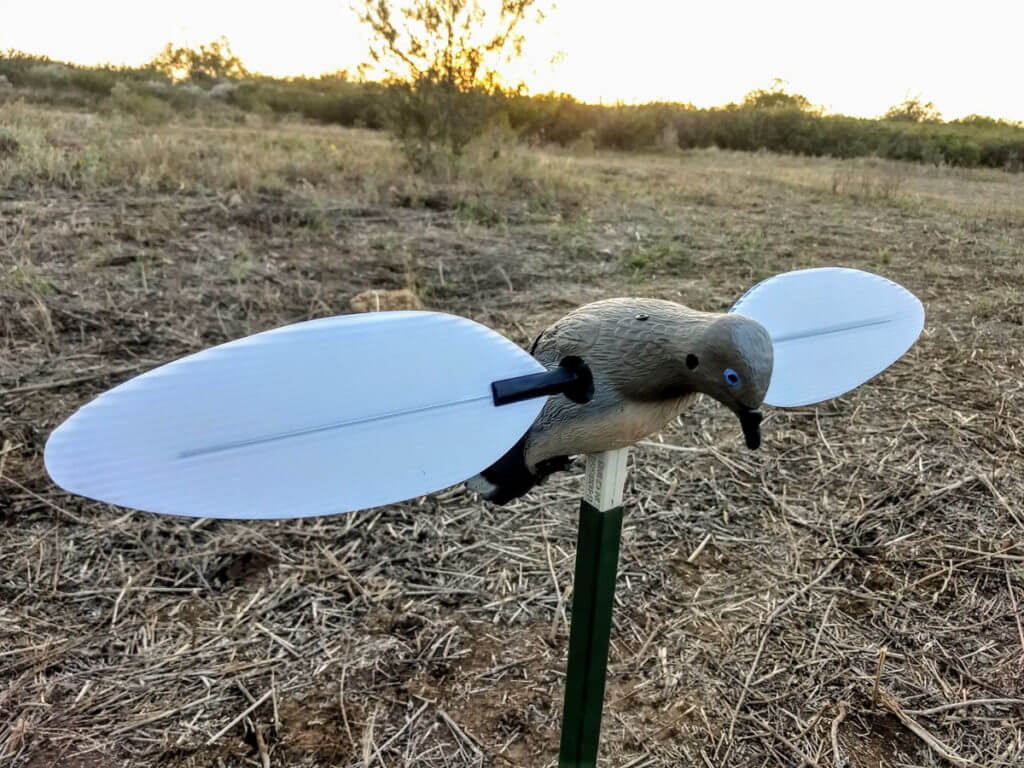 Texas Fall/Winter Dove Hunting Can Be Very Good, Even If You Are a Lousy Dove Hunter!