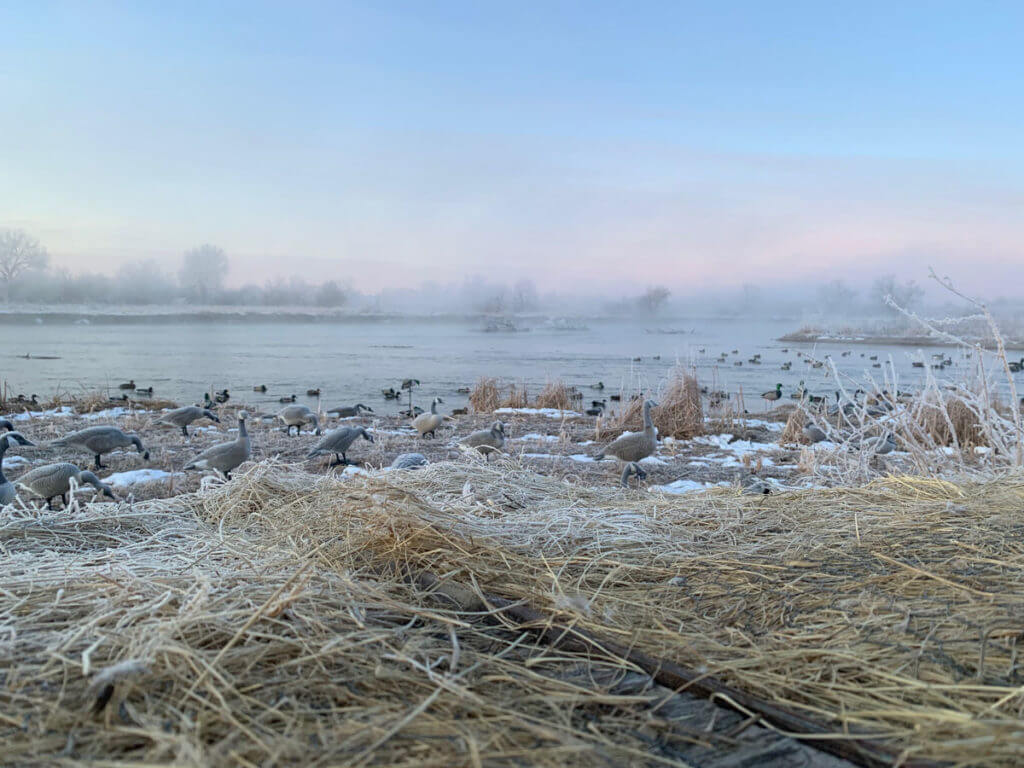 Hunting the River for Ducks