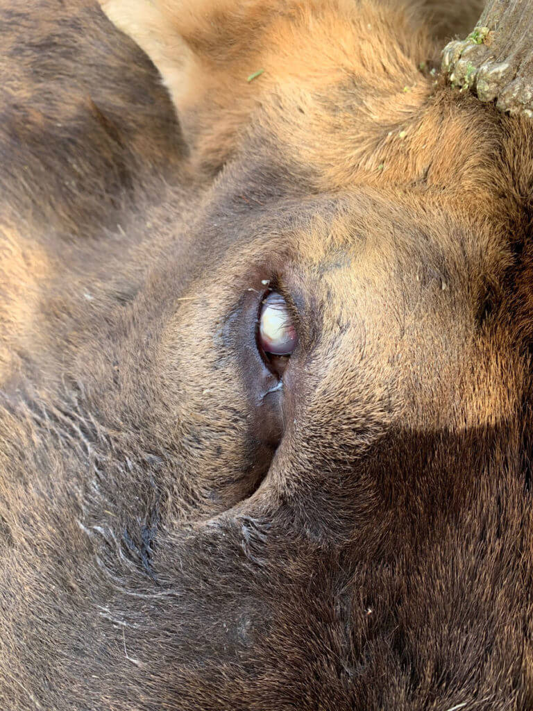 Late Season Still Hunting Elk