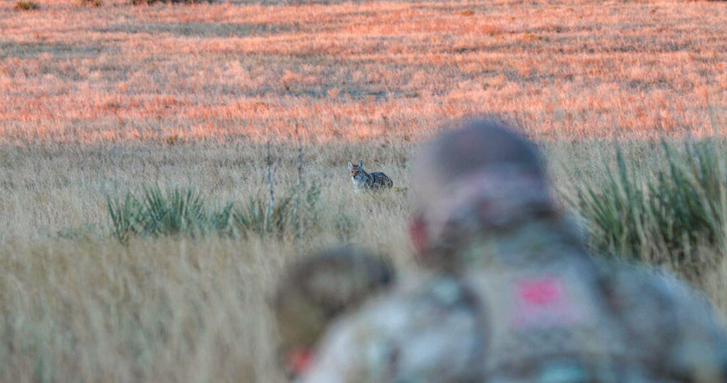 Calling Coyotes Like Clockwork