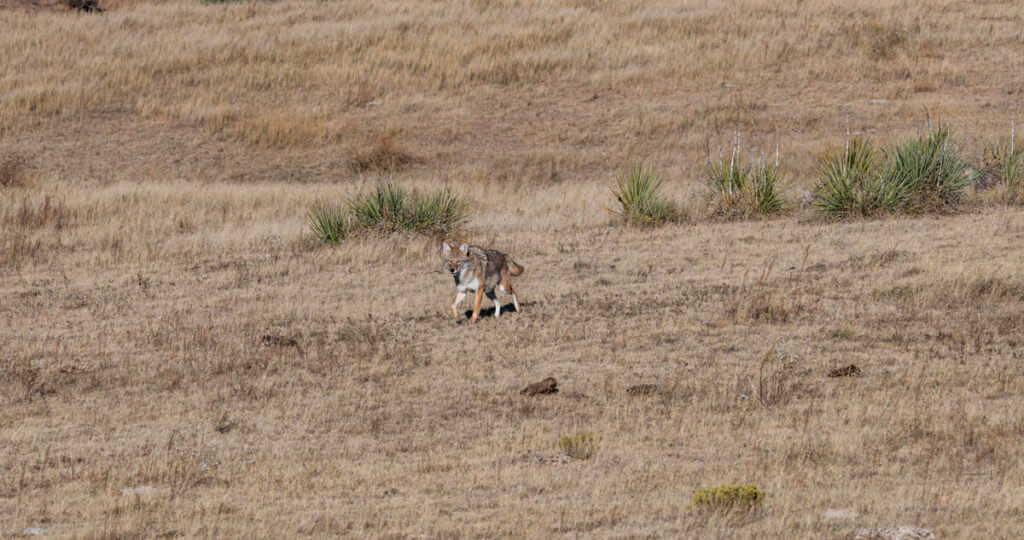 Calling Coyotes Like Clockwork