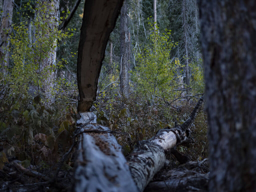 Unforgettable Elk Hunt With the SIG CROSS Rifle in .277 SIG FURY