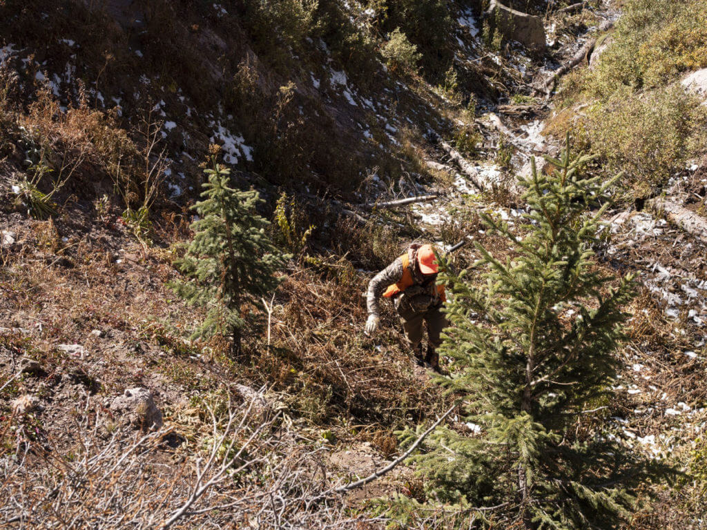 Unforgettable Elk Hunt With the SIG CROSS Rifle in .277 SIG FURY