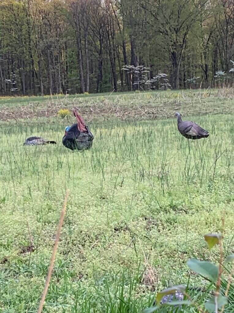 Eastern Turkey Hunt