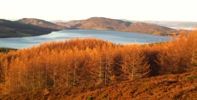 Loch Ness Roe Deer